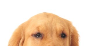 Auf den Hund gekommen