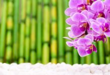 Endlich Harmonie finden mit Feng Shui