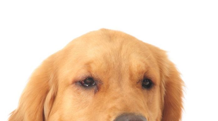 Auf den Hund gekommen
